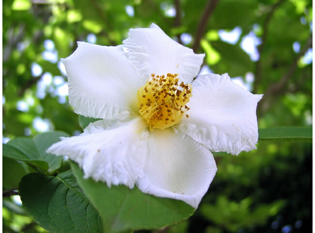 シャラノキ ヒメシャラ 1