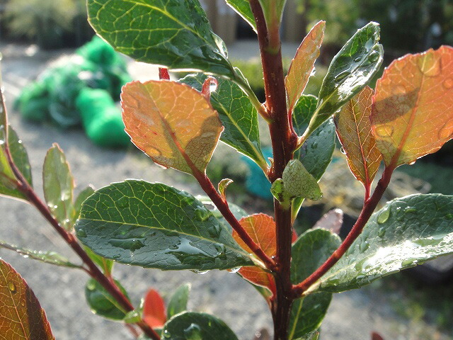 ヒメシャリンバイ 3