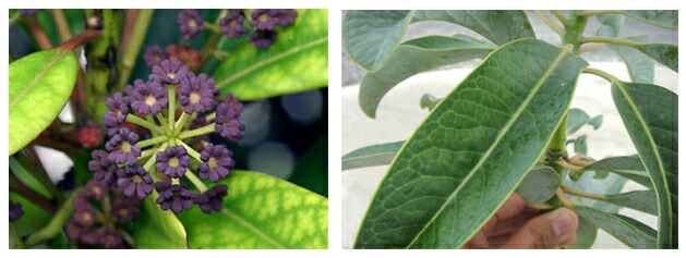 ユズリハ ヒメユズリハ 3