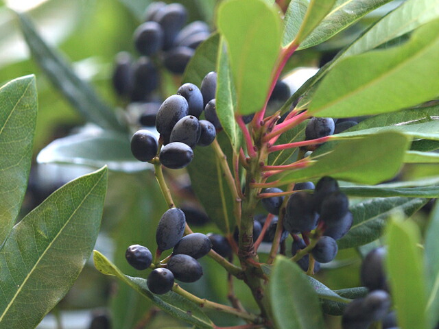 ユズリハ ヒメユズリハ 2