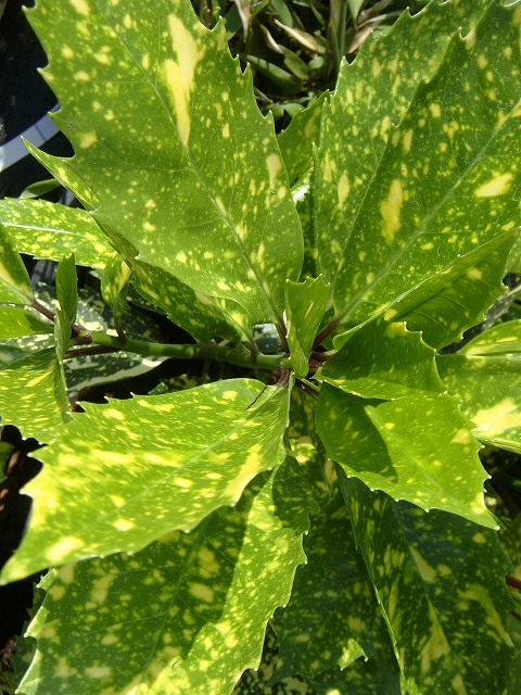 アオキ スターダスト 4