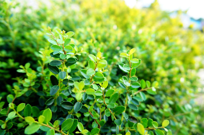 イヌツゲ ヒレリー 