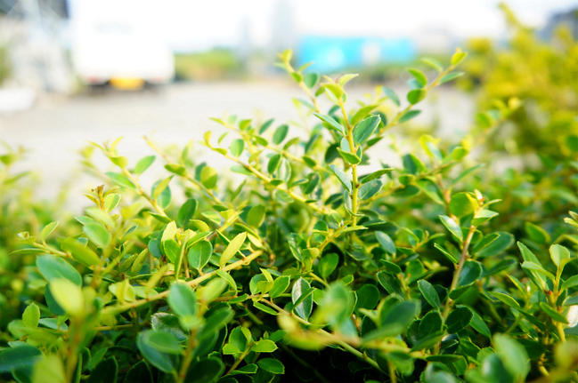 イヌツゲ ヒレリー 2