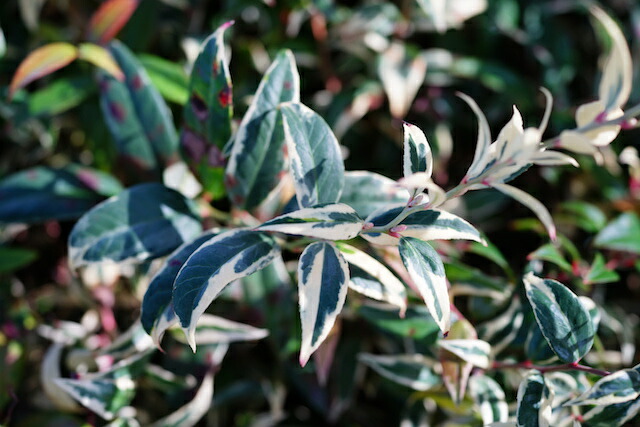 西洋イワナンテン　トリカラー