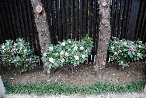 生垣の下を花で飾られた沈丁花の赤