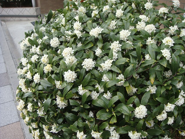 ジンチョウゲ 白花 苗 販売 苗木部 By 花ひろばオンライン