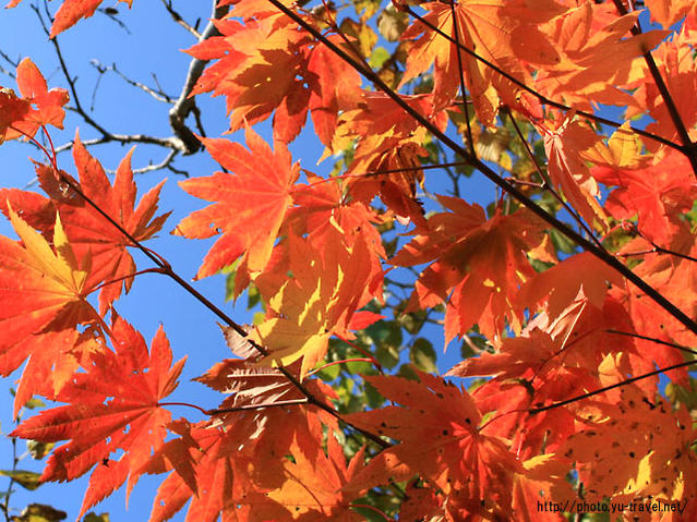 ハウチワカエデの紅葉