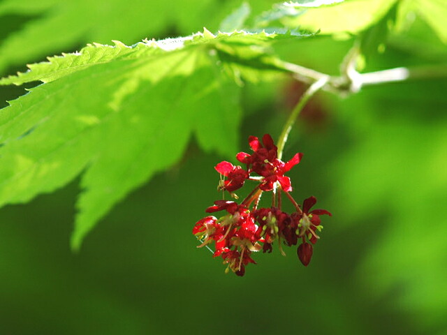 ハウチワカエデの花の様子
