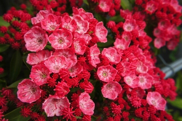 カルミア サラー 3