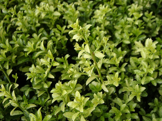 キンメツゲの春の新芽