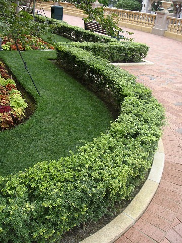 キンメツゲの低い生垣。花壇とのボーダーに