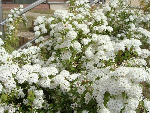 コデマリ コデマリ 3