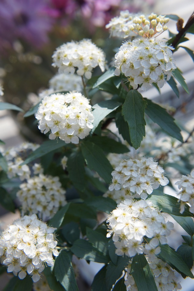 コデマリ コデマリ 1