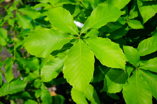   コナラの葉