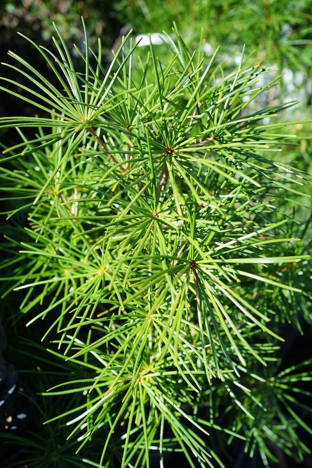 コウヤマキの葉