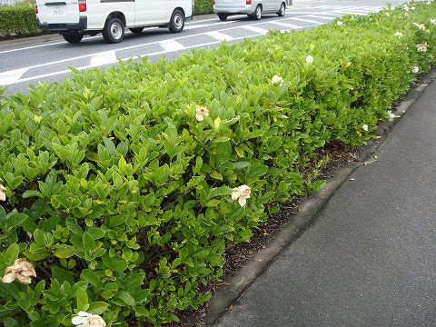 クチナシ 一重 クチナシ 5