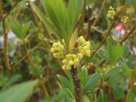 クロモジの花