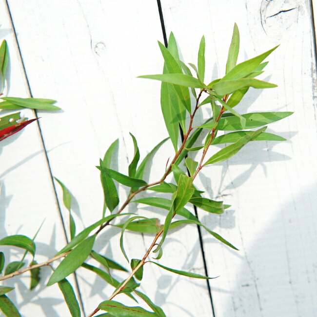 キンンポウジュ マーブミスト 1