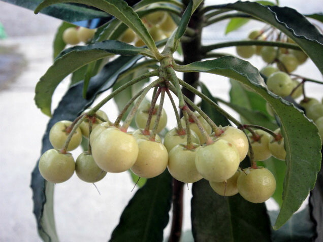 マンリョウ 黄実 