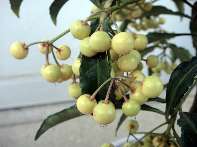 マンリョウ 黄実 1