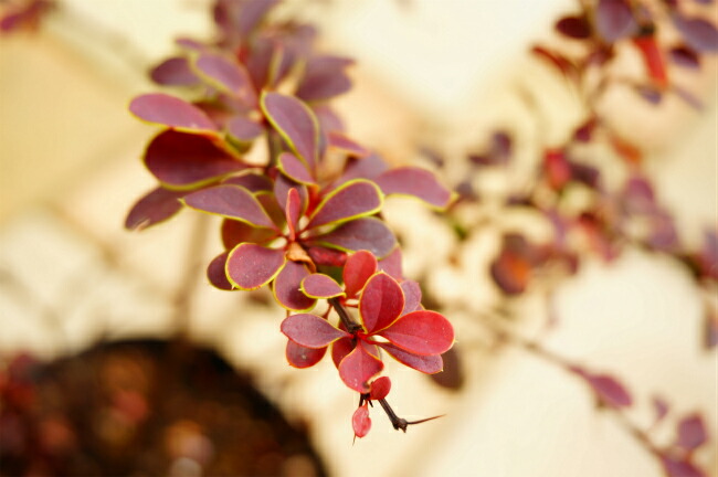 メギ 【アトロプルプレア】