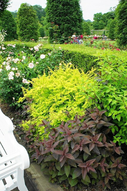 メギ オーレア 3