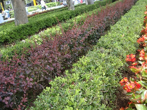 メギ\“ローズグロー”のボーダー。緑色はクサツゲ