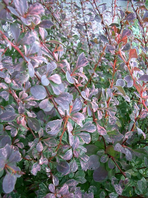 メギ ローズグロウ 