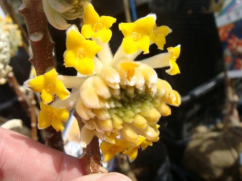 ミツマタ 黄花 4