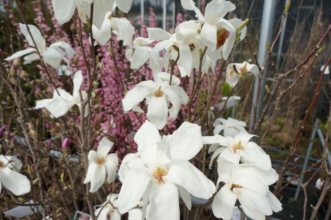 モクレン スノーホワイト 3