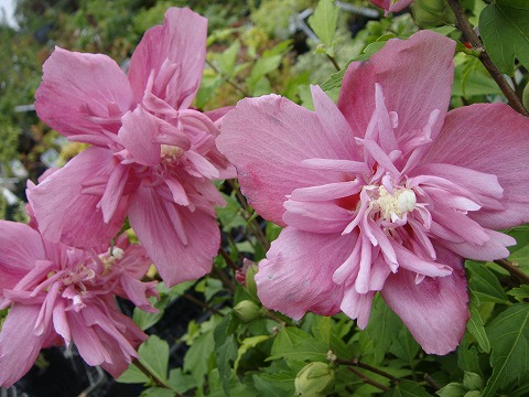 ムクゲ（木槿） 紅八重 3