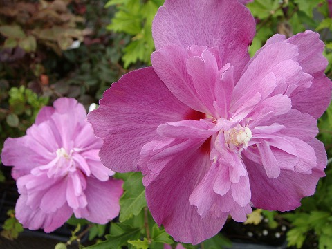 ムクゲ 【紫八重】