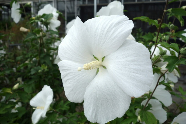   ムクゲ 【白一重】 