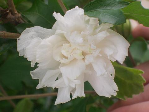 ムクゲ（木槿） 白八重 