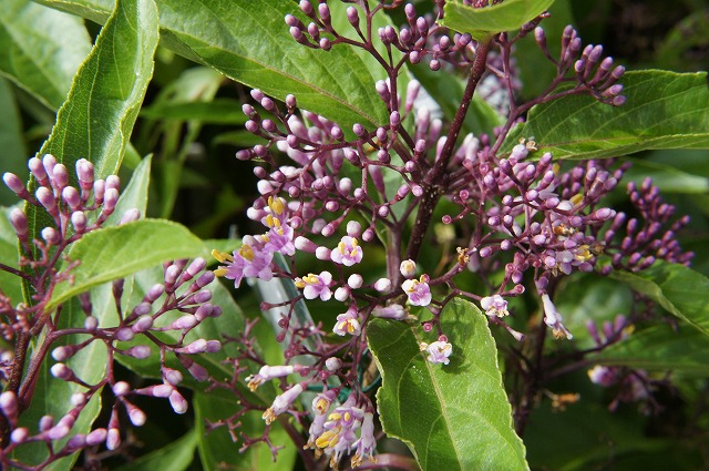 ムラサキシキブ コムラサキ 1