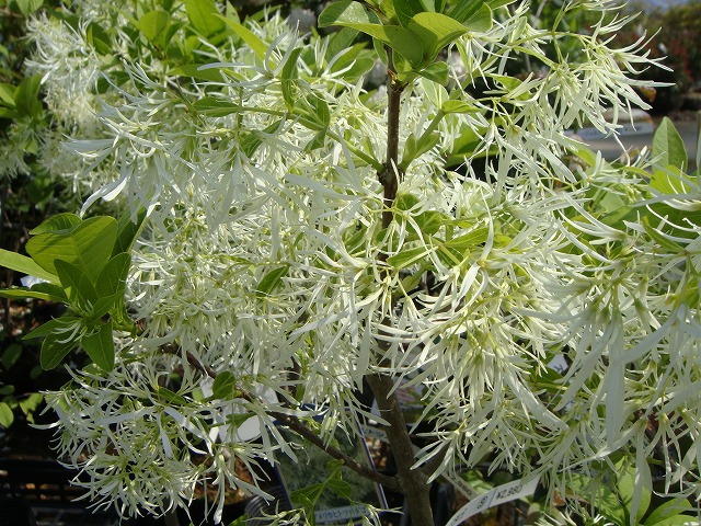 ヒトツバタゴ （ナンジャモンジヤノキ） 一才性 2