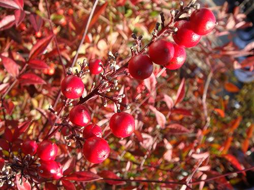 アカナンテン実