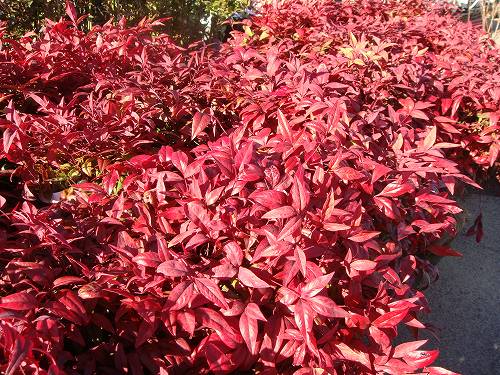 オタフクナンテンの紅葉