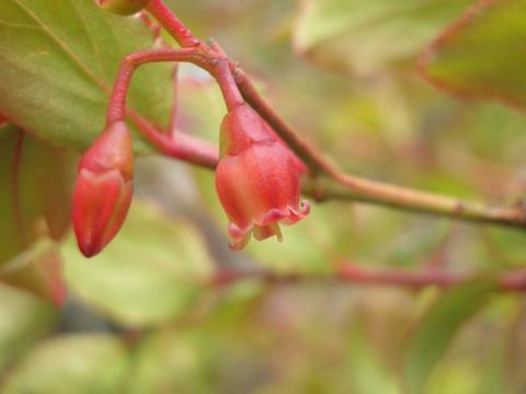 ナツハゼ ナツハゼ 2