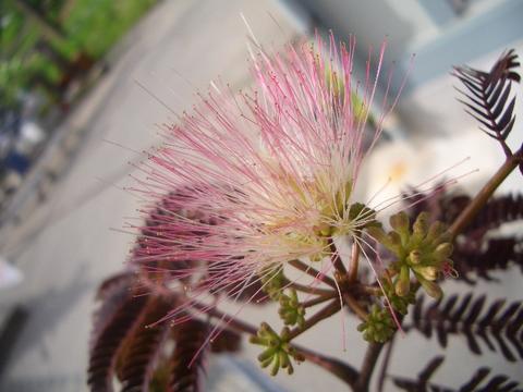 シモツケ チョコフレーム 3