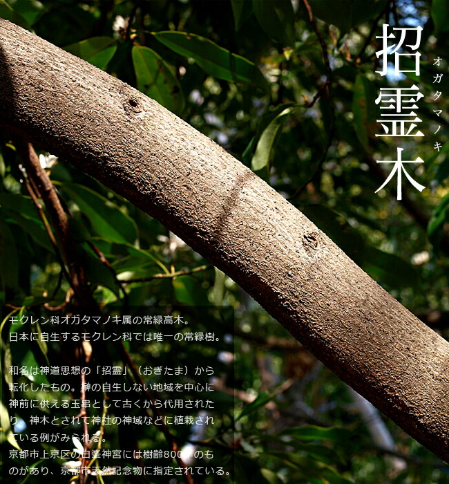 白花カラタネオガタマ 特大 ポット大苗 (150cmサイズ) 庭木 常緑樹