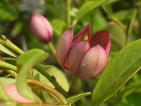 カラタネオガタマ 赤花