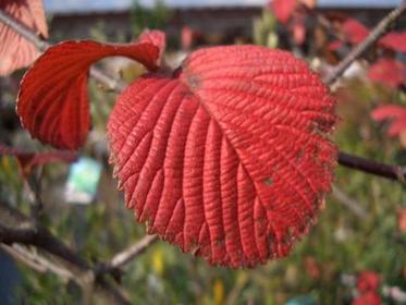 ビバーナム オオデマリ 5