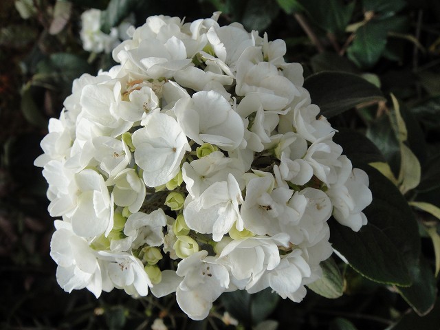 ビバーナム オオデマリ 4