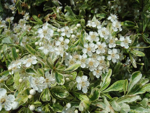  ハーレークイーン 