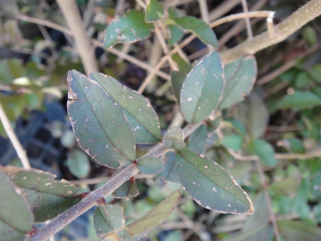 冬のプリペット 