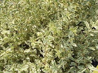 シルバープリペット