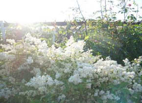 シルバープリペットの花