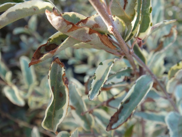 シルバープリペットの冬の葉