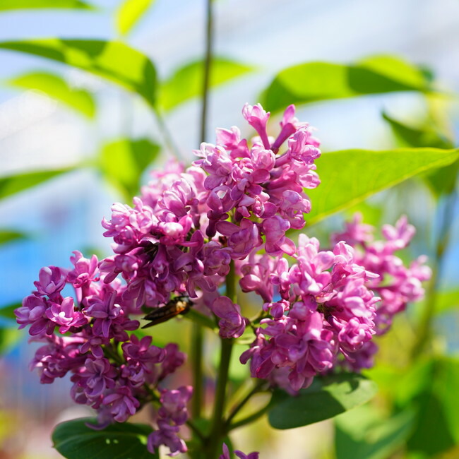 ライラック　ミッシェル ブッチャー　紫青～紫花